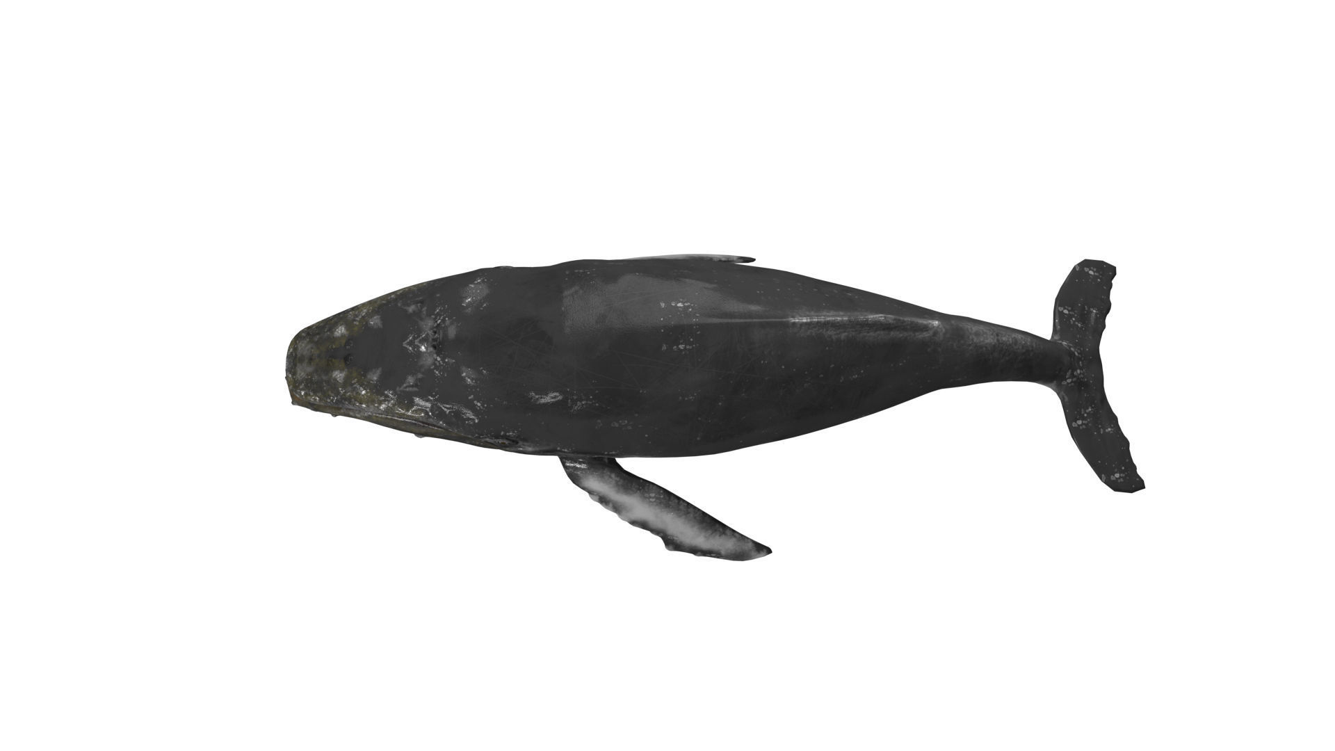 humpback whale Low-poly 3D model_2
