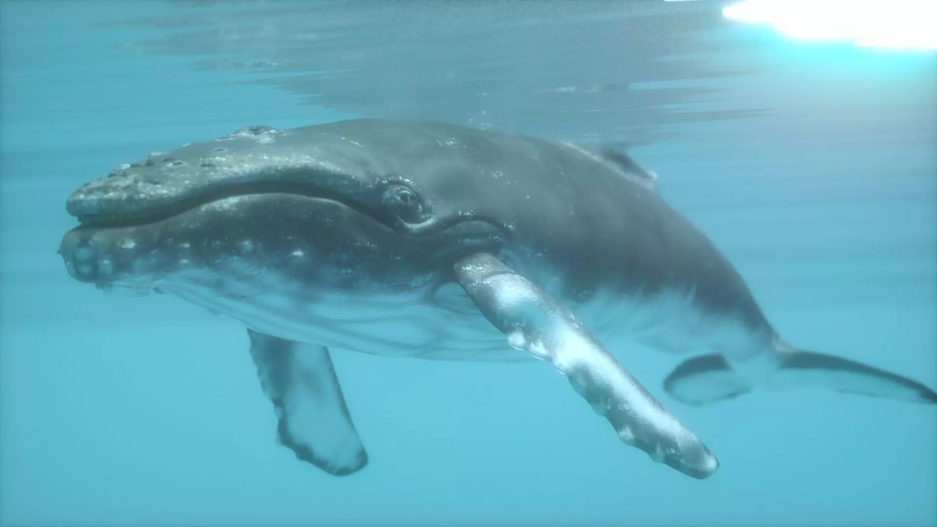 humpback whale Low-poly 3D model_0