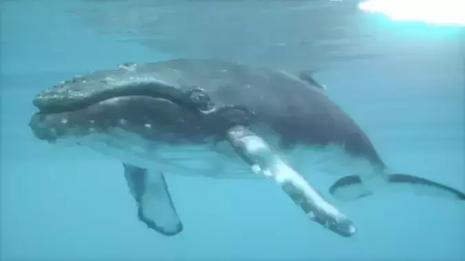 humpback whale  Low-poly 3D model