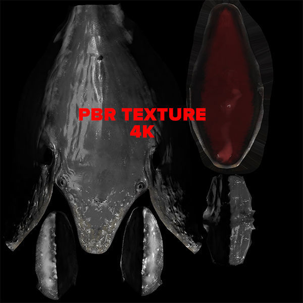 humpback whale Low-poly 3D model_5