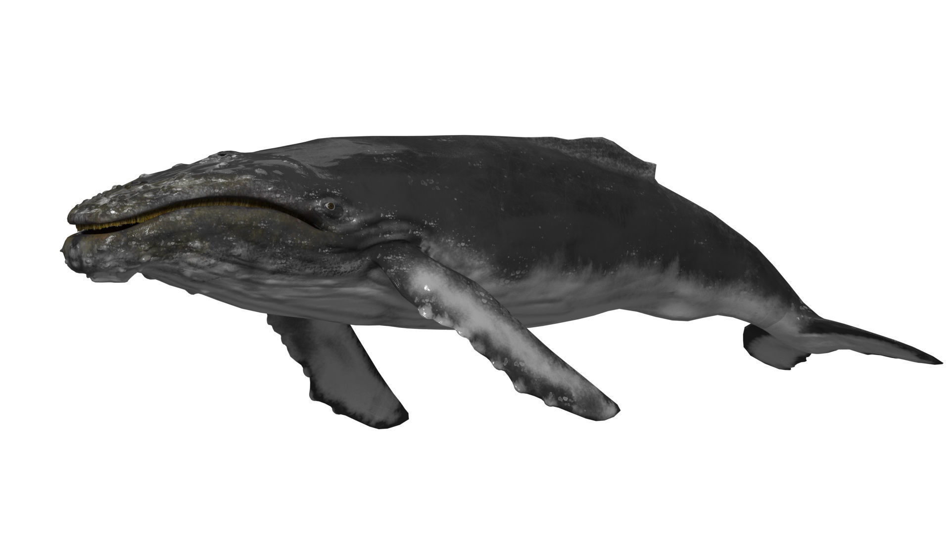 humpback whale Low-poly 3D model_1