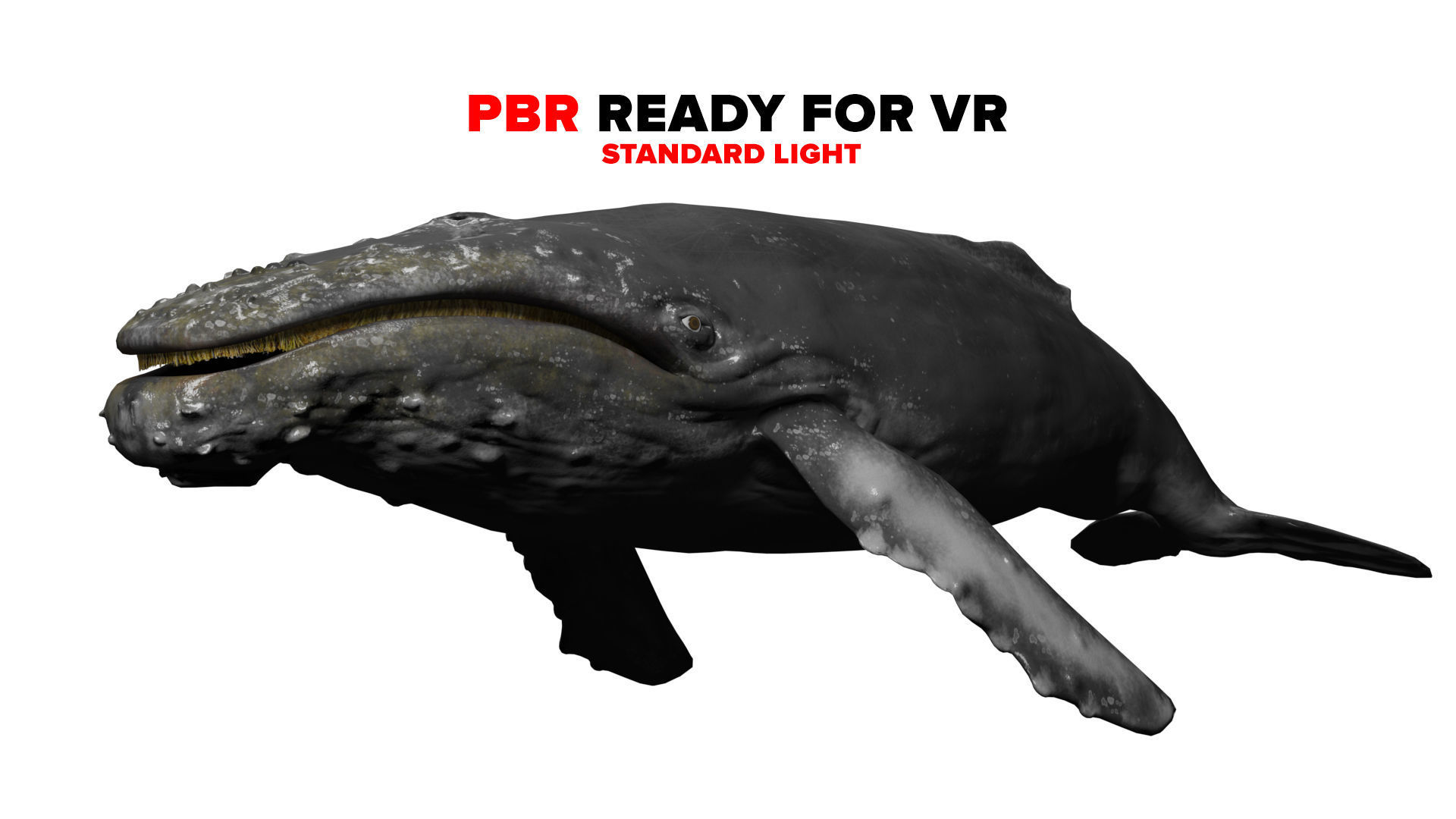 humpback whale Low-poly 3D model_4