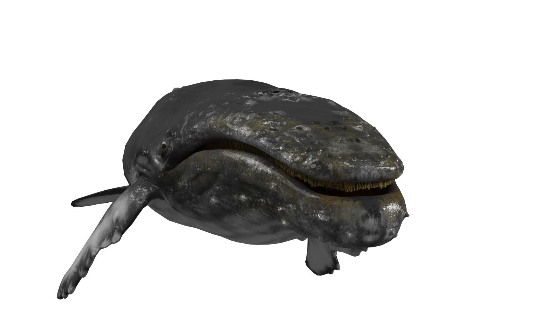 humpback whale Low-poly 3D model_13