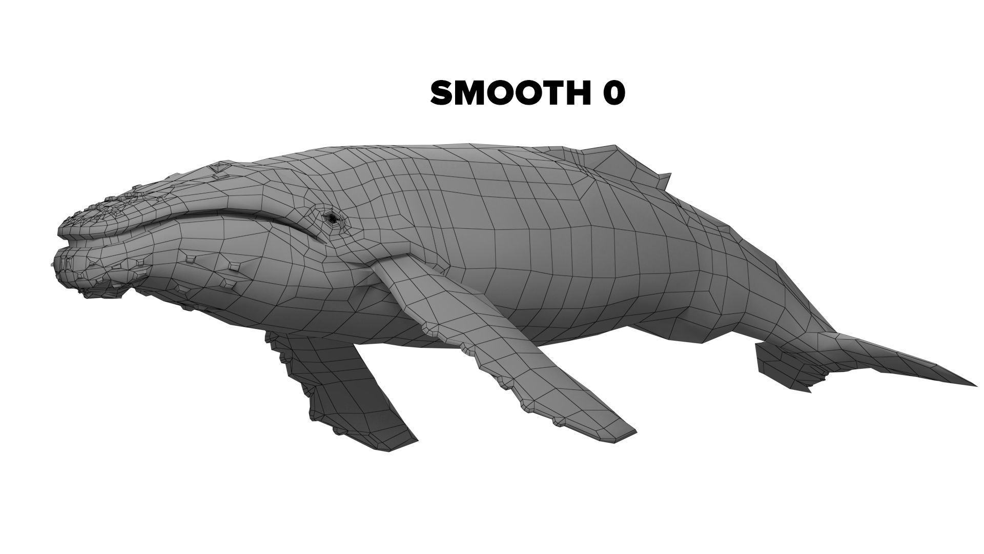 humpback whale Low-poly 3D model_9
