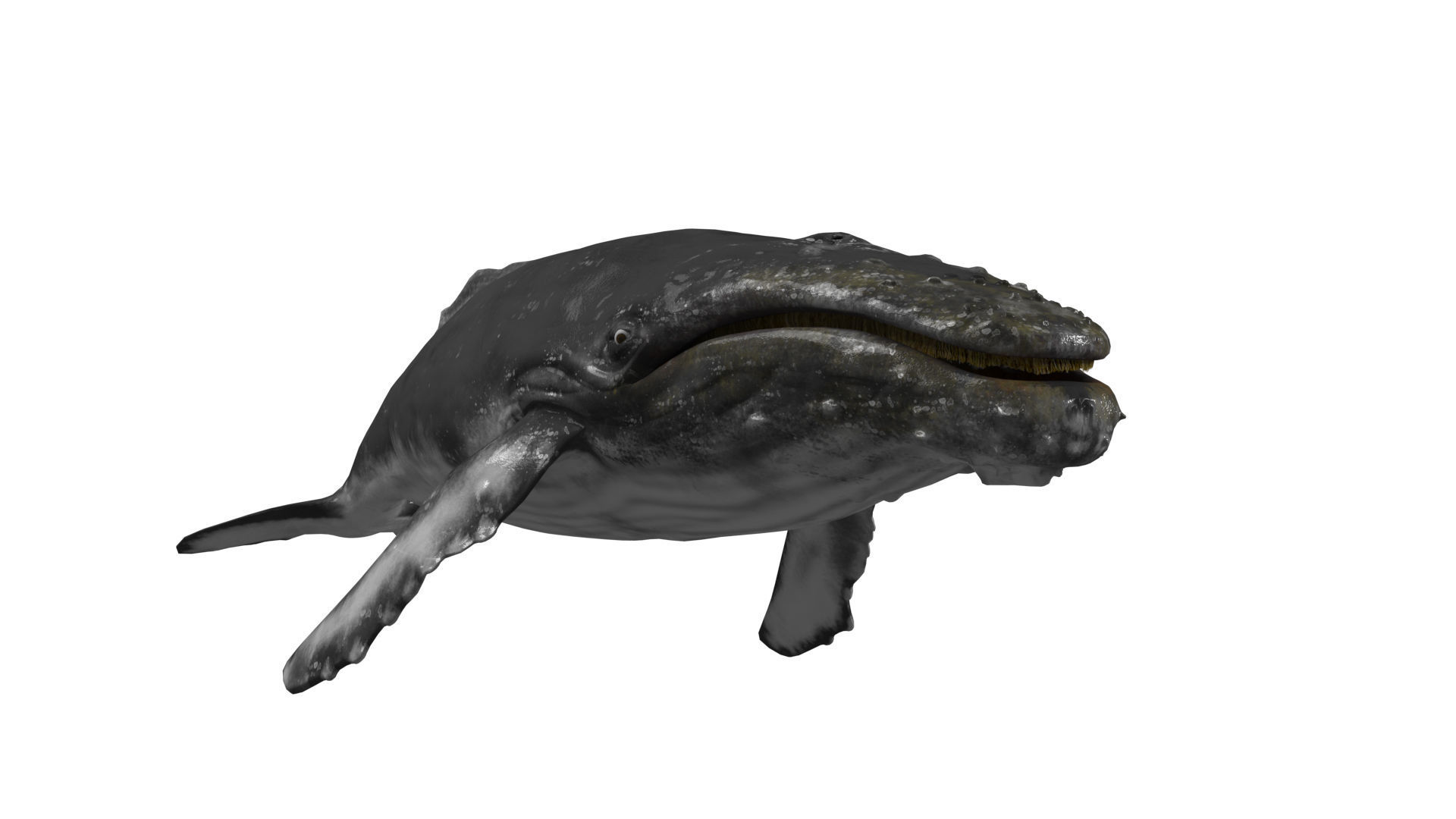 humpback whale Low-poly 3D model_11