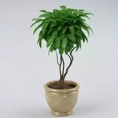 Plant 45