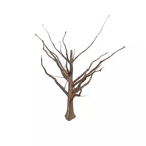 Tree 001