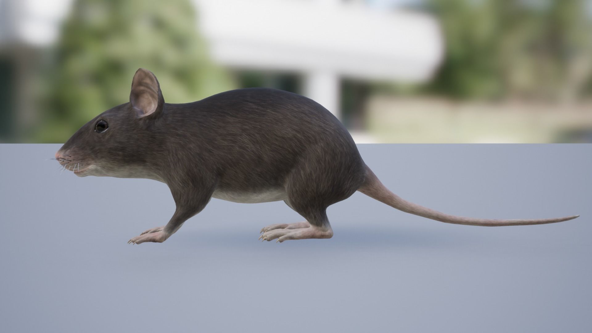 Mouse Low-poly 3D model_2