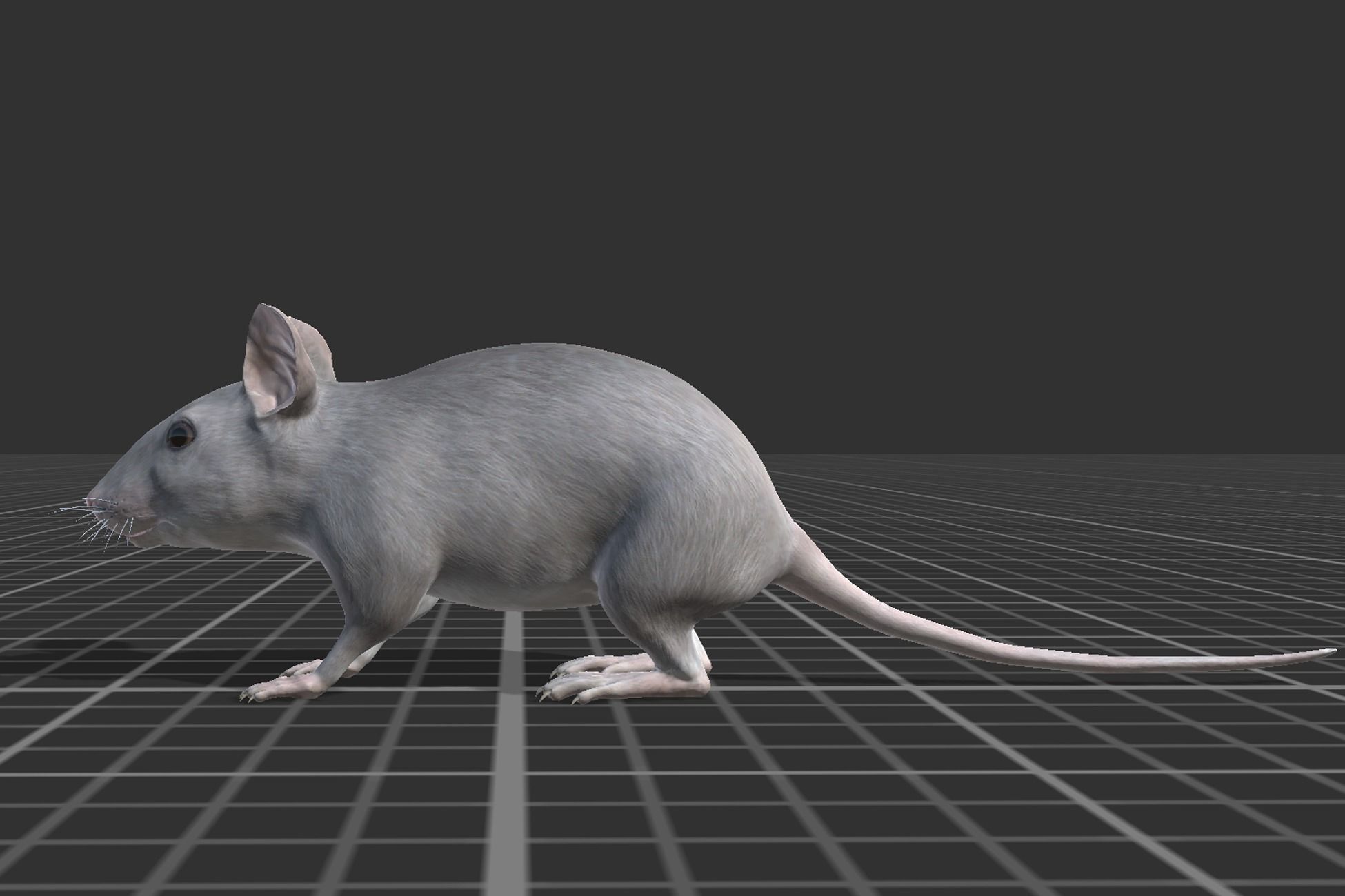 Mouse Low-poly 3D model_9