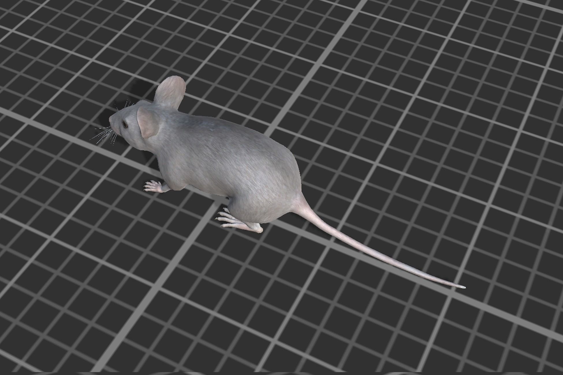 Mouse Low-poly 3D model_11