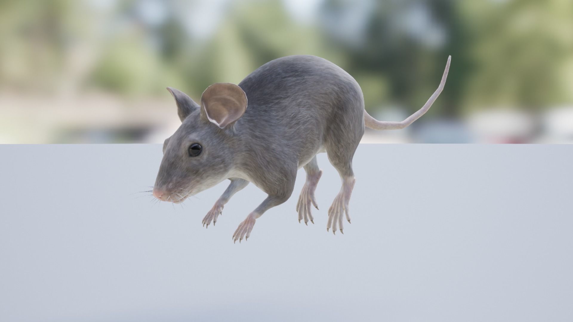Mouse Low-poly 3D model_6