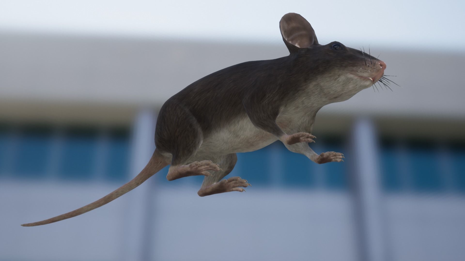 Mouse Low-poly 3D model_5