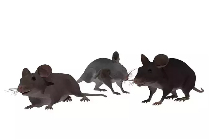 Mouse Low-poly 3D model