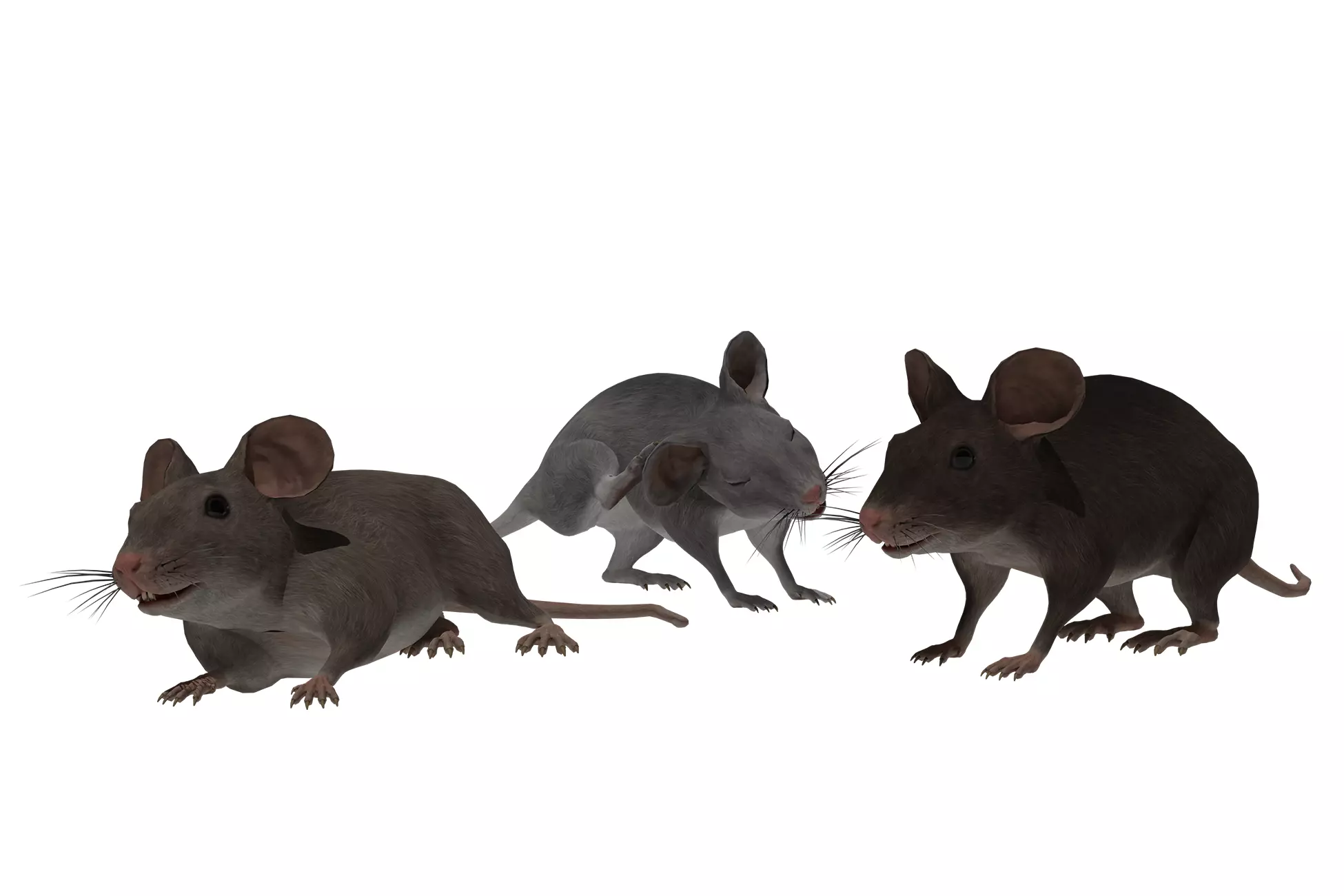 Mouse Low-poly 3D model_0