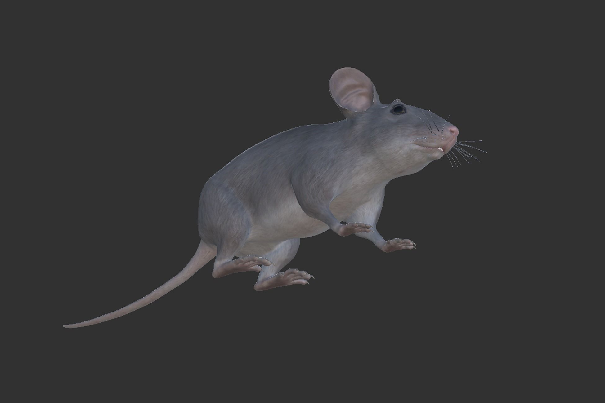 Mouse Low-poly 3D model_13