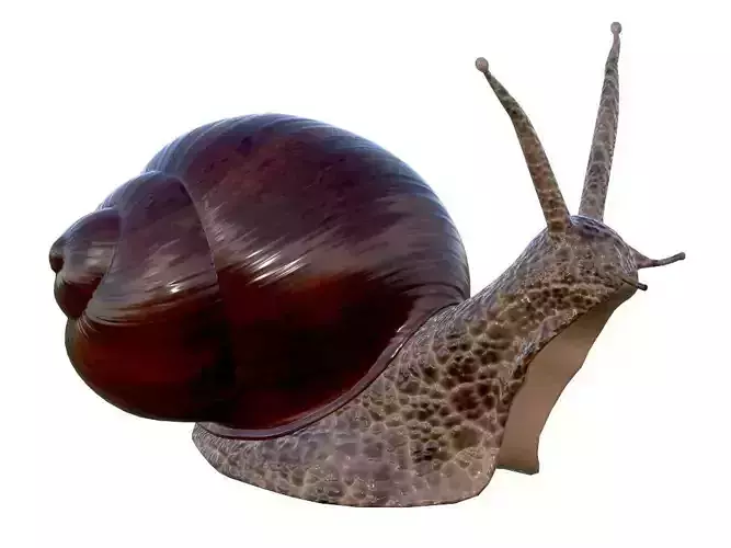 snail