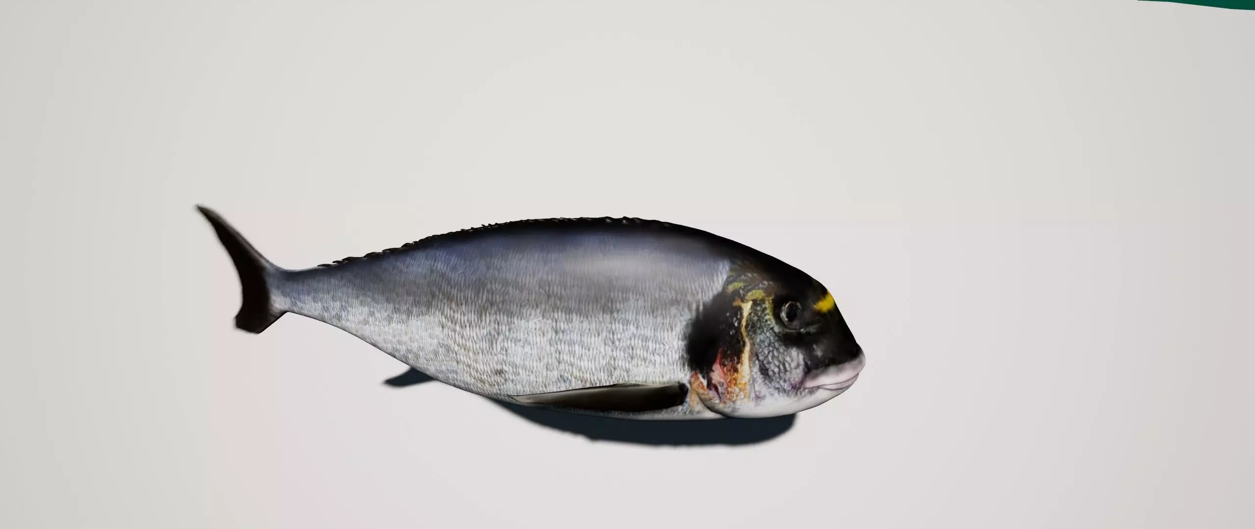 Gilthead Sea Bream mediterranean sea fish rigged animated Low-poly 3D model_0