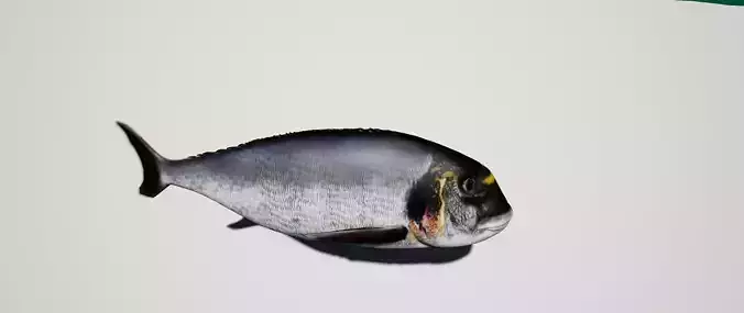 Gilthead Sea Bream mediterranean sea fish rigged animated Low-poly 3D model