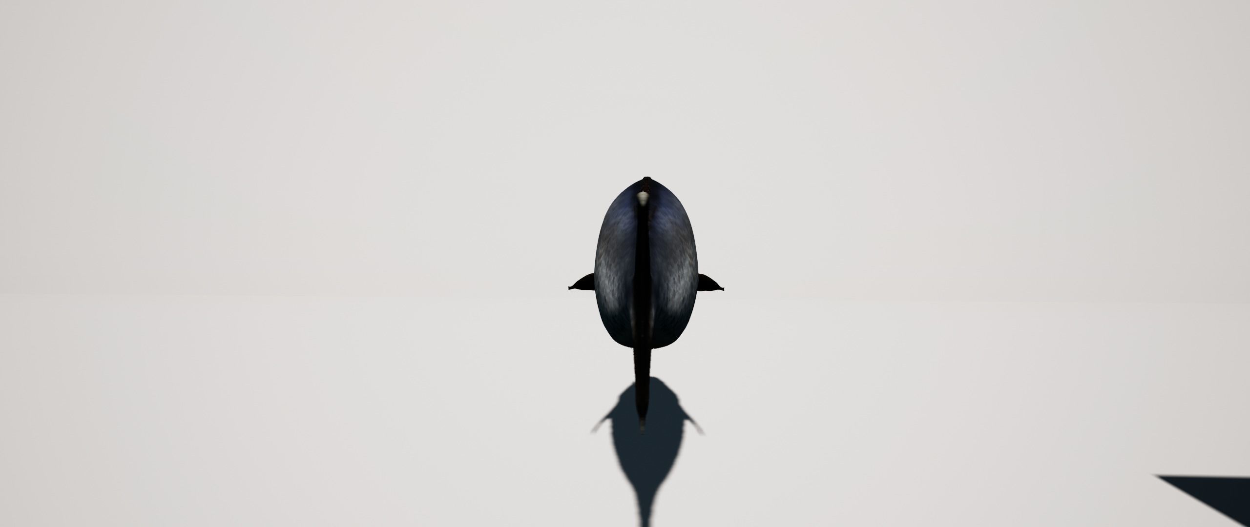 Gilthead Sea Bream mediterranean sea fish rigged animated Low-poly 3D model_3