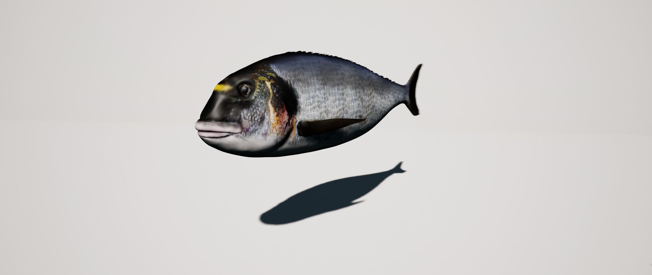 Gilthead Sea Bream mediterranean sea fish rigged animated Low-poly 3D model_4
