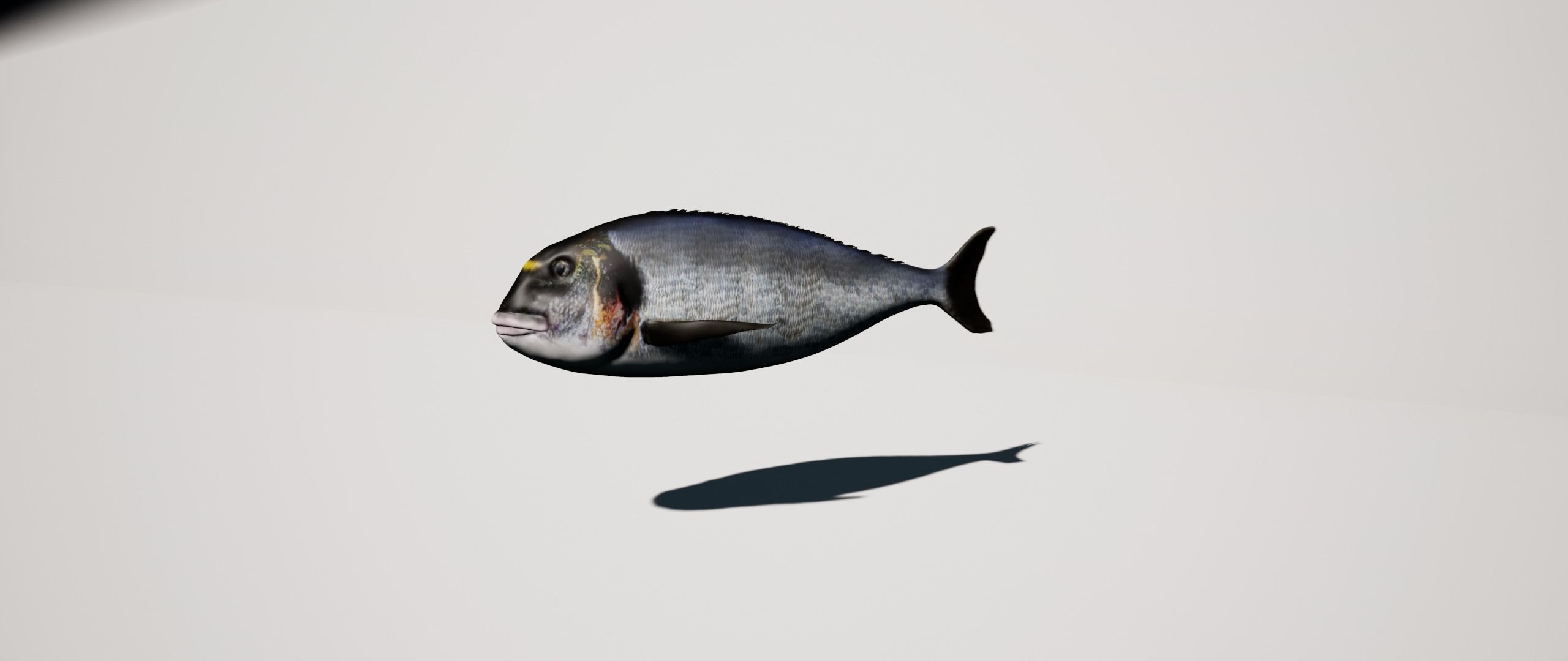 Gilthead Sea Bream mediterranean sea fish rigged animated Low-poly 3D model_5