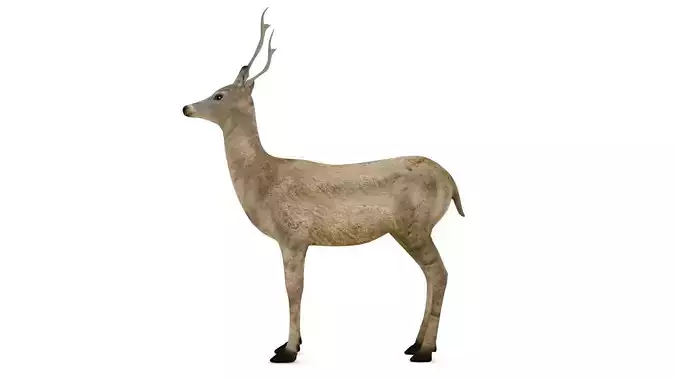 Gazelle deer