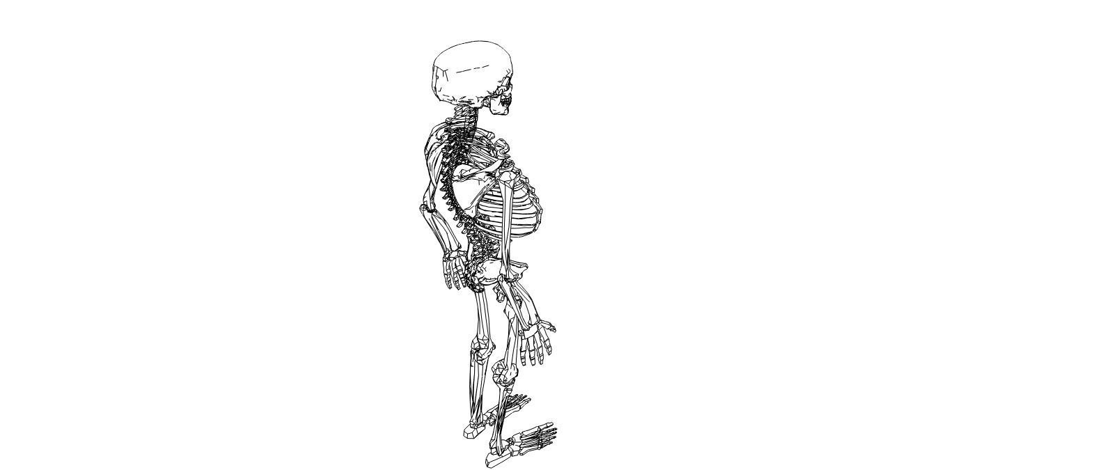 Skeleton human Low-poly 3D model_4