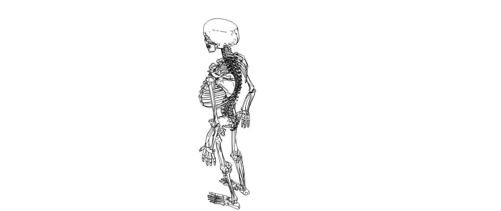 Skeleton human Low-poly 3D model_6