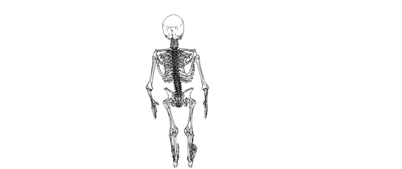 Skeleton human Low-poly 3D model_5