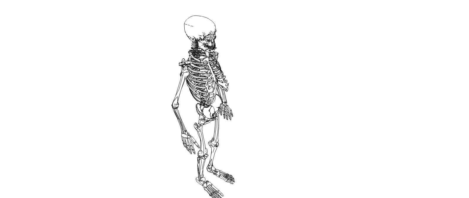 Skeleton human Low-poly 3D model_3