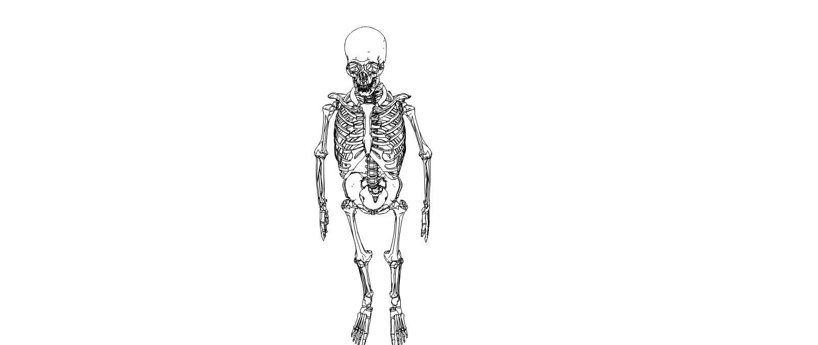 Skeleton human Low-poly 3D model_2