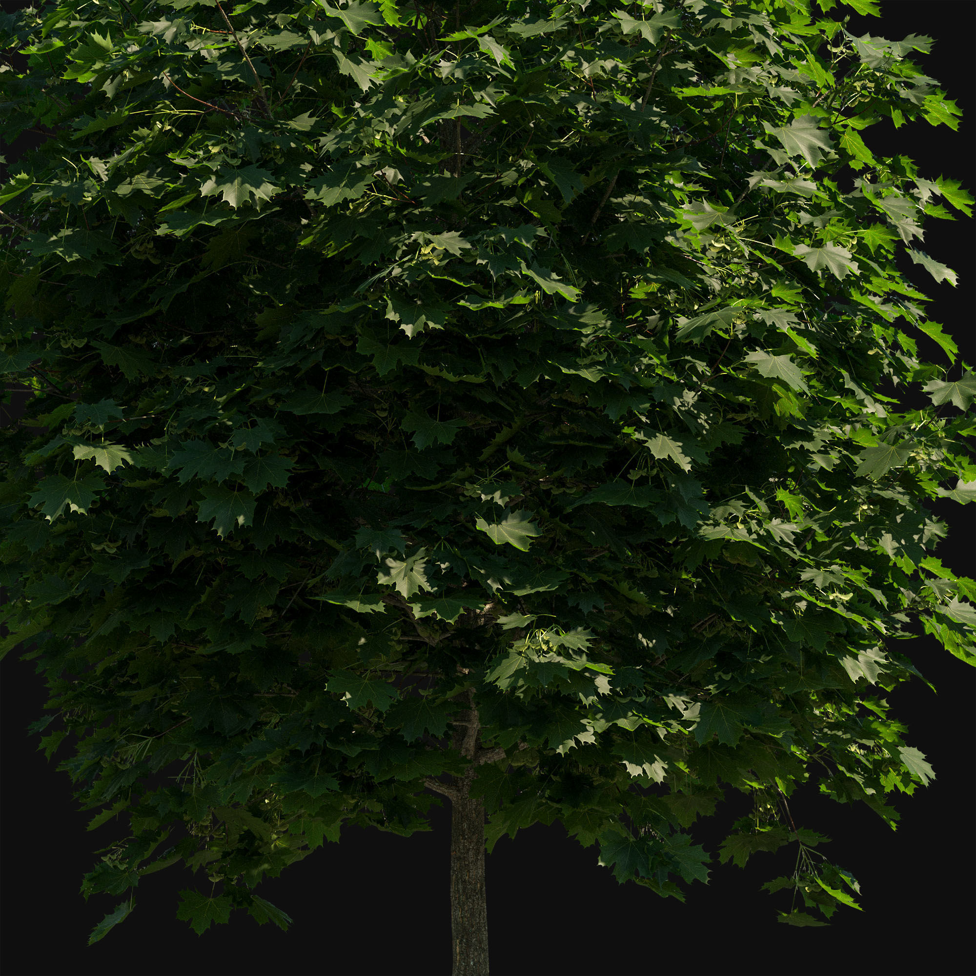 Acer platanoides 102SU - Norway Maple 3D model_6