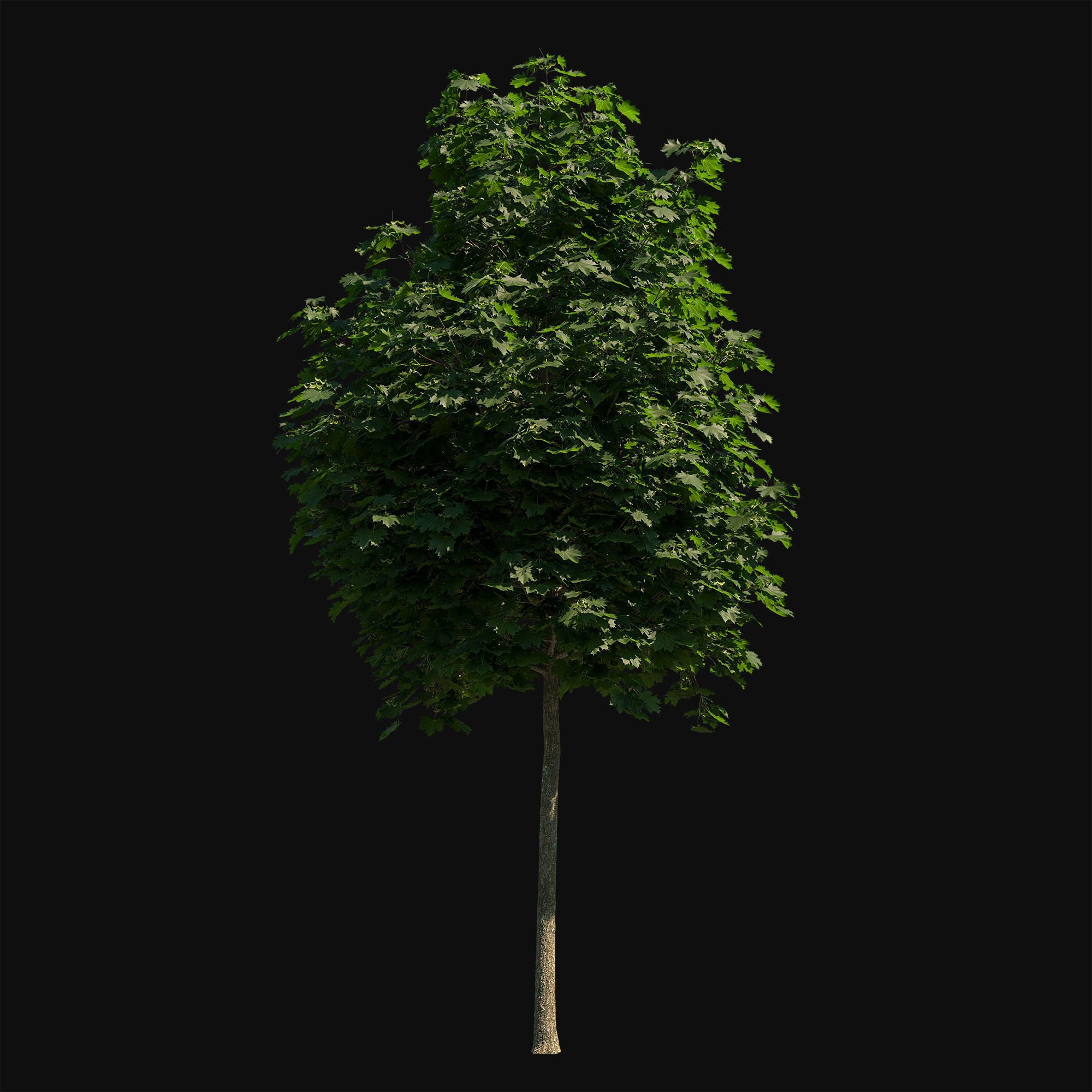 Acer platanoides 102SU - Norway Maple 3D model_2