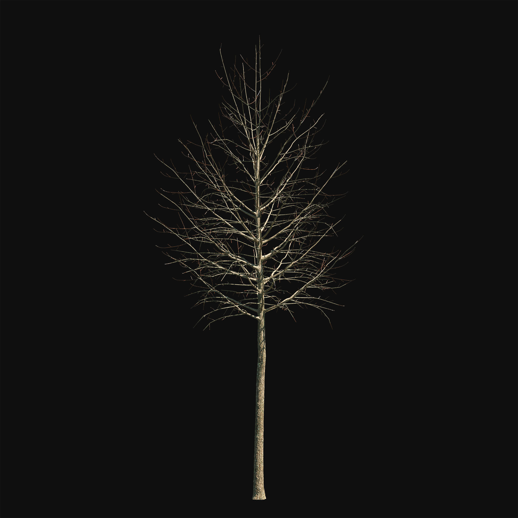 Acer platanoides 102SU - Norway Maple 3D model_9