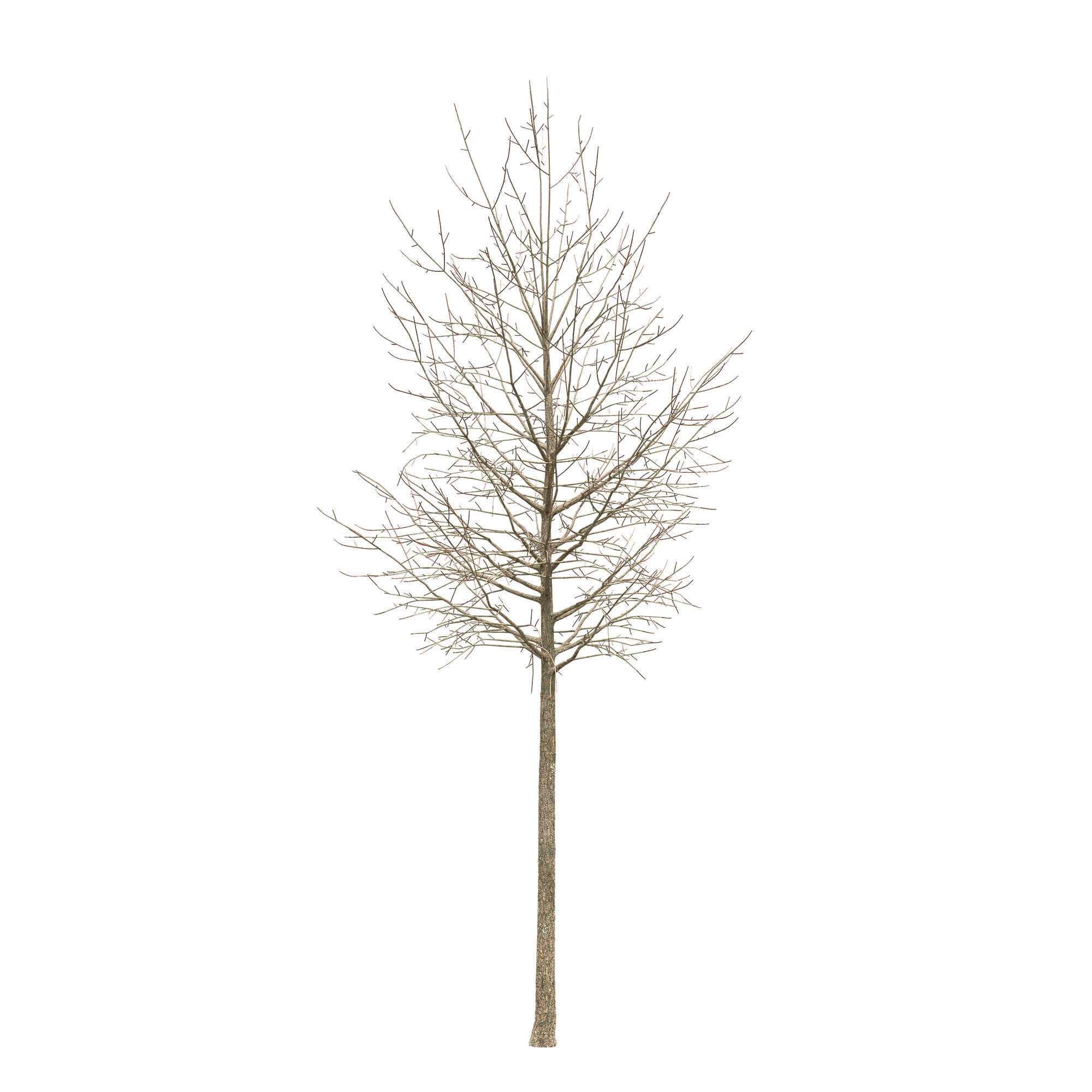 Acer platanoides 102SU - Norway Maple 3D model_8