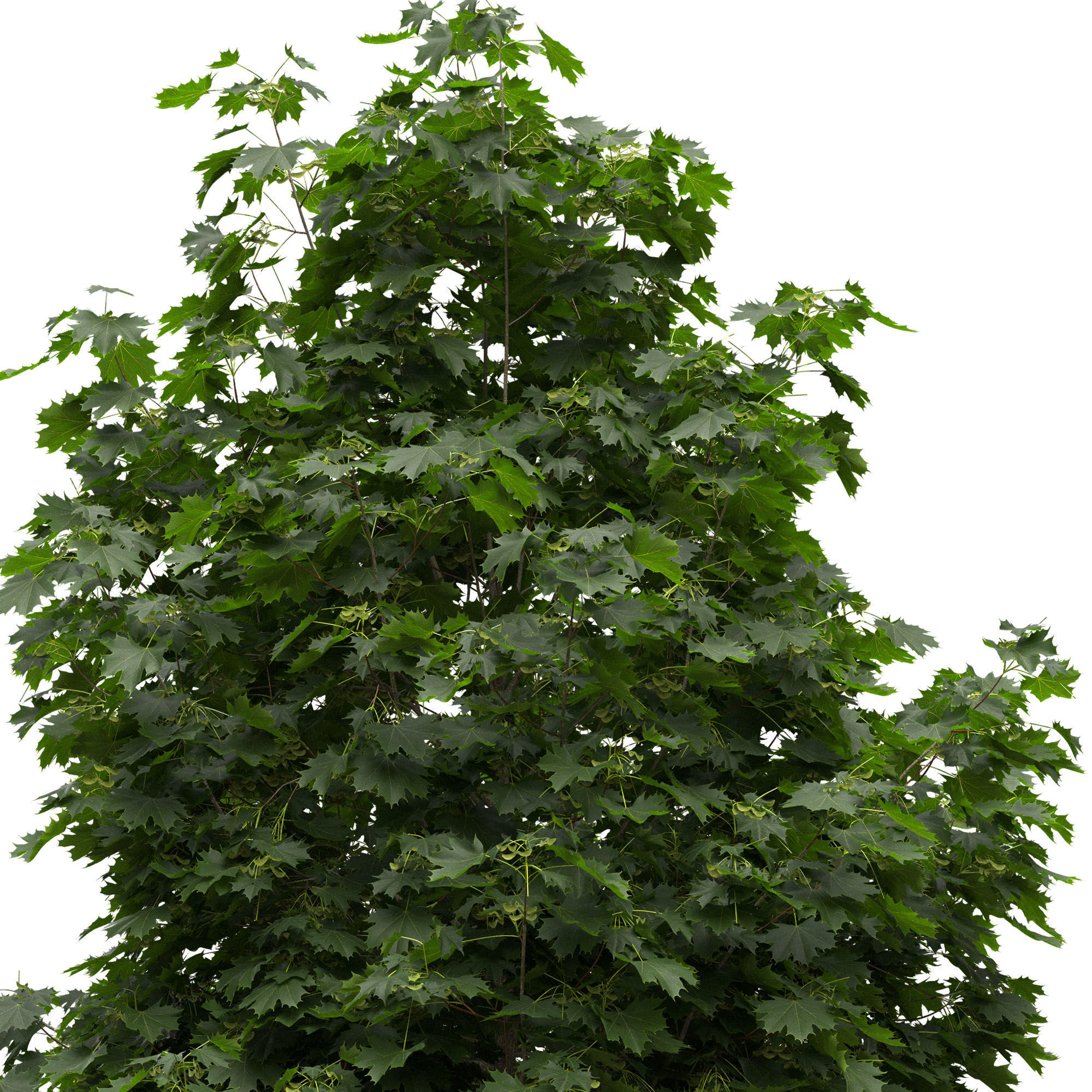 Acer platanoides 102SU - Norway Maple 3D model_4