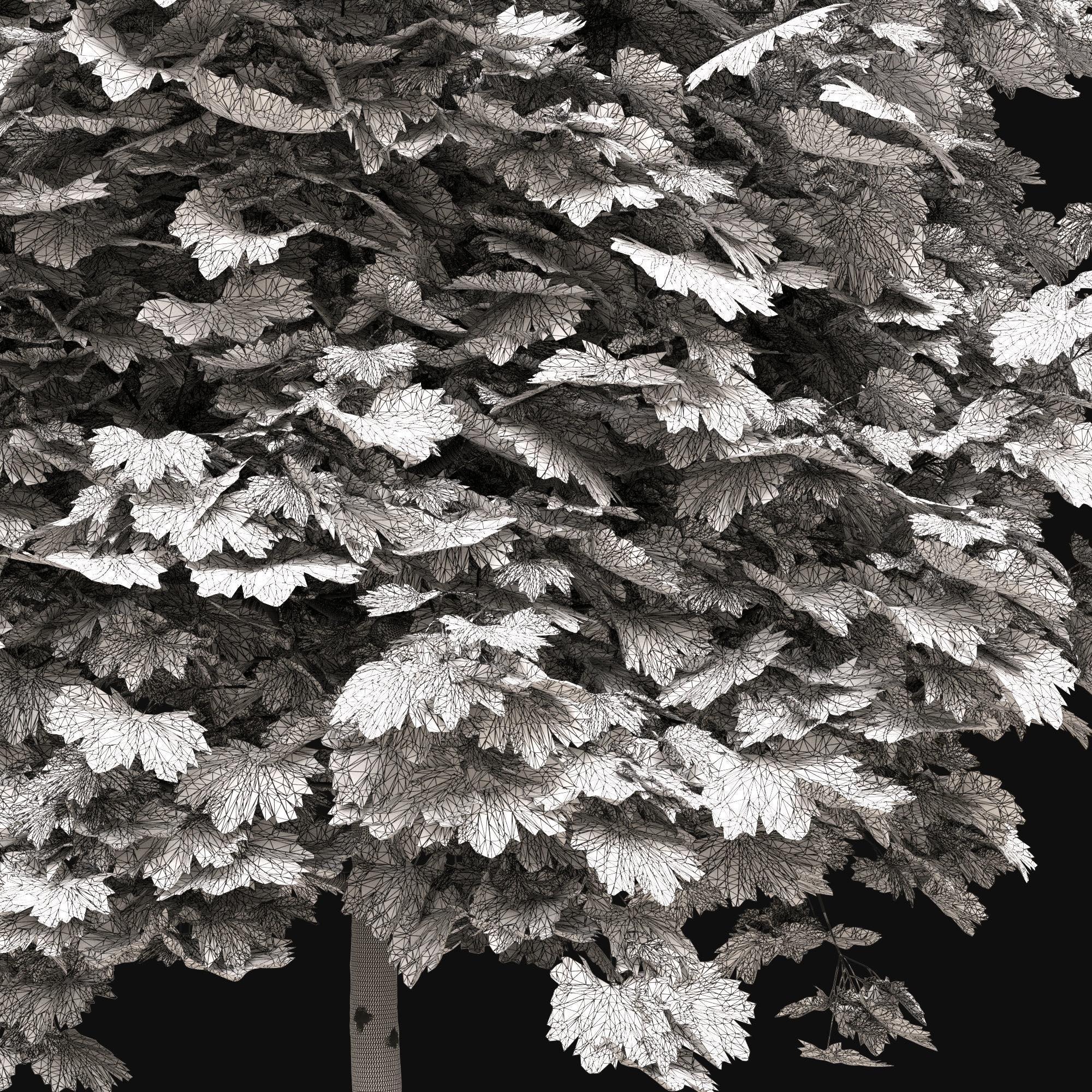 Acer platanoides 102SU - Norway Maple 3D model_10