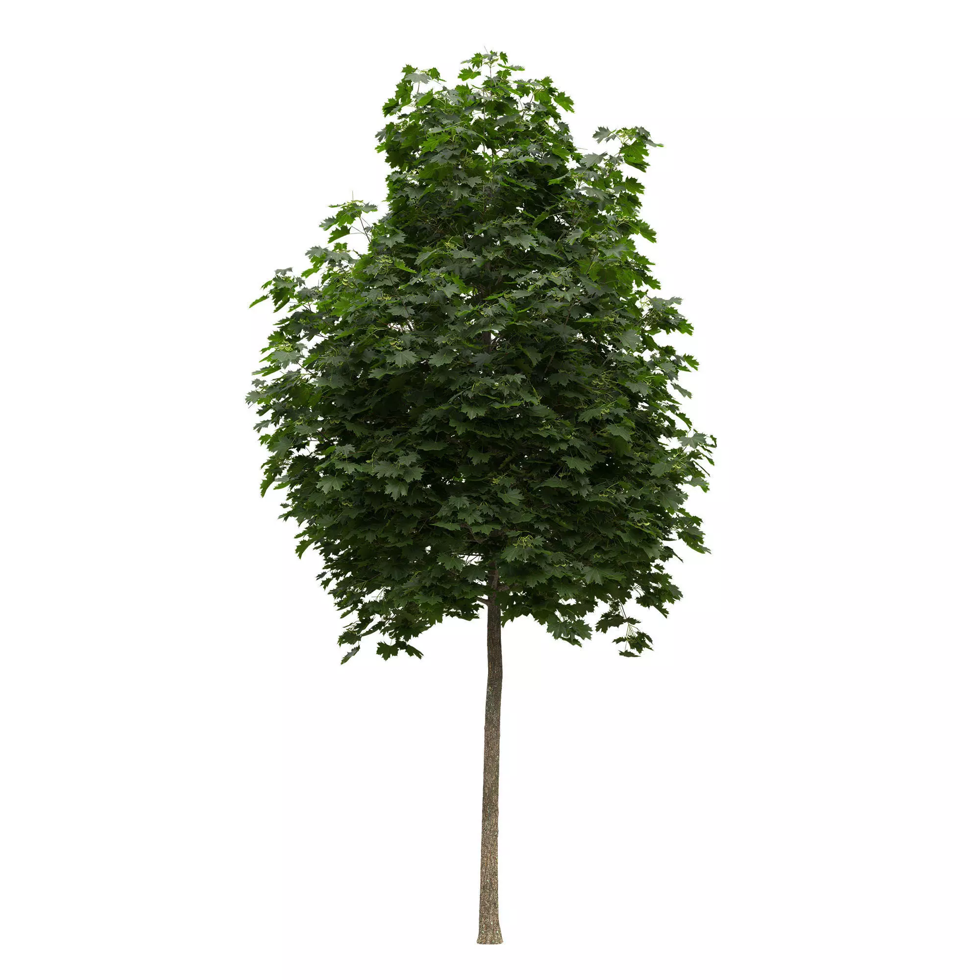Acer platanoides 102SU - Norway Maple 3D model_0
