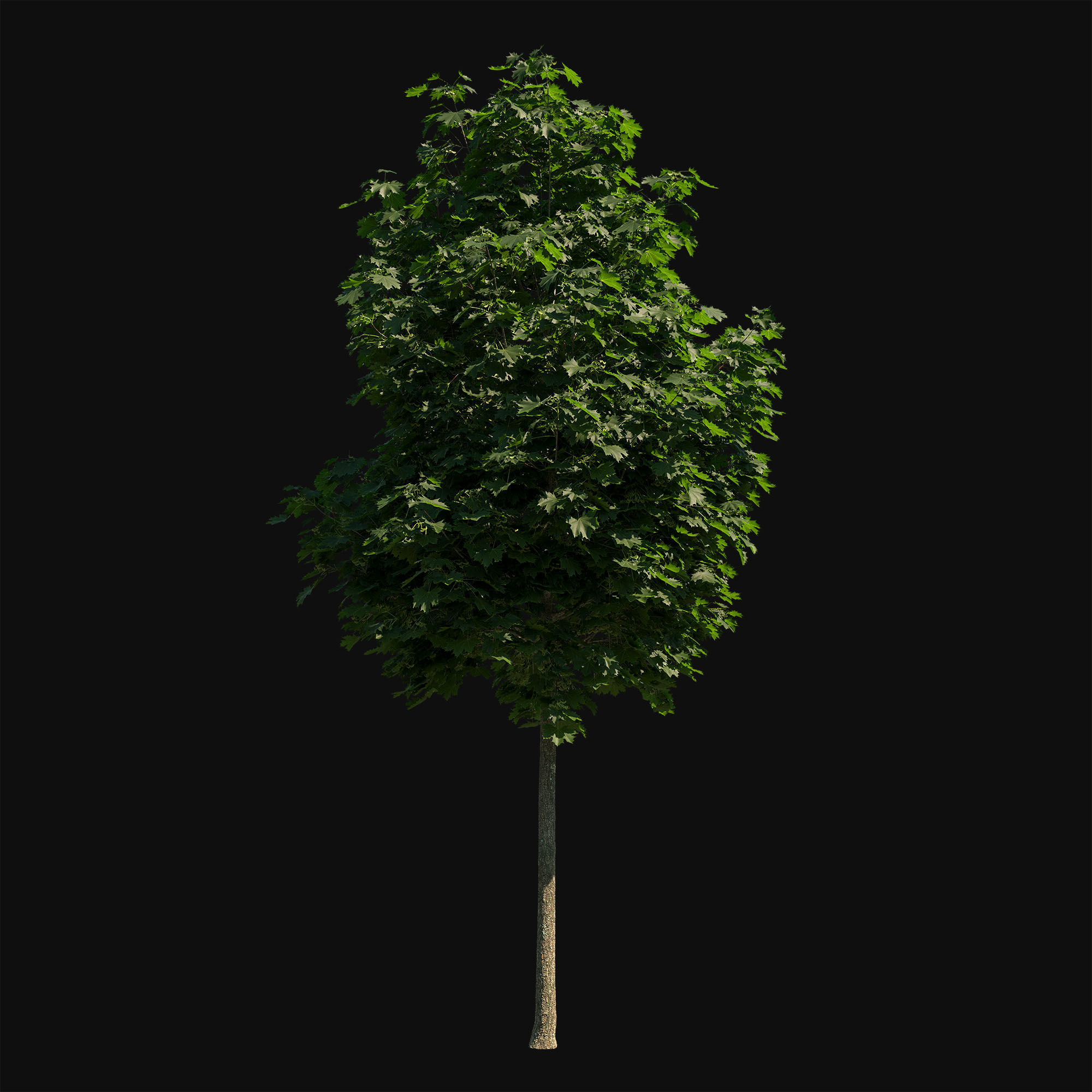 Acer platanoides 102SU - Norway Maple 3D model_3