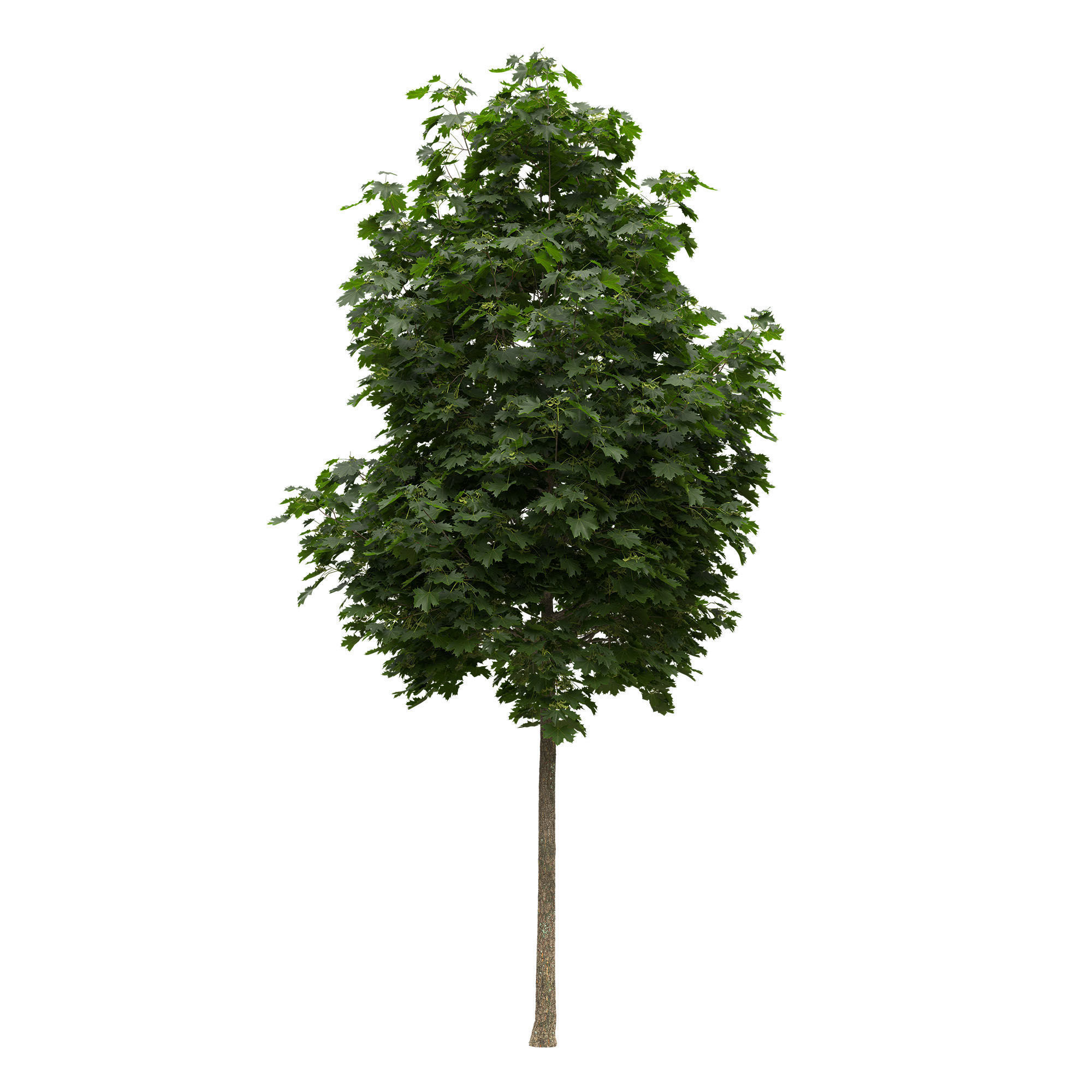 Acer platanoides 102SU - Norway Maple 3D model_1