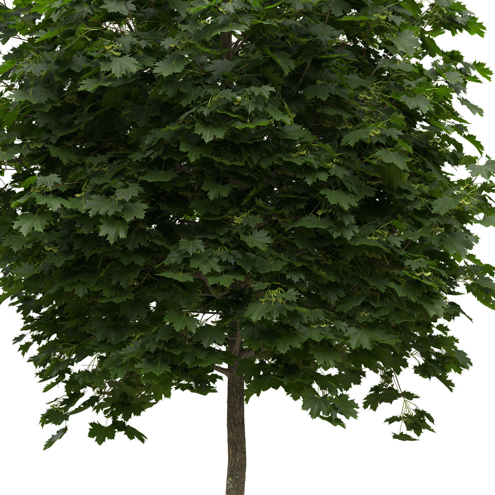 Acer platanoides 102SU - Norway Maple 3D model_5