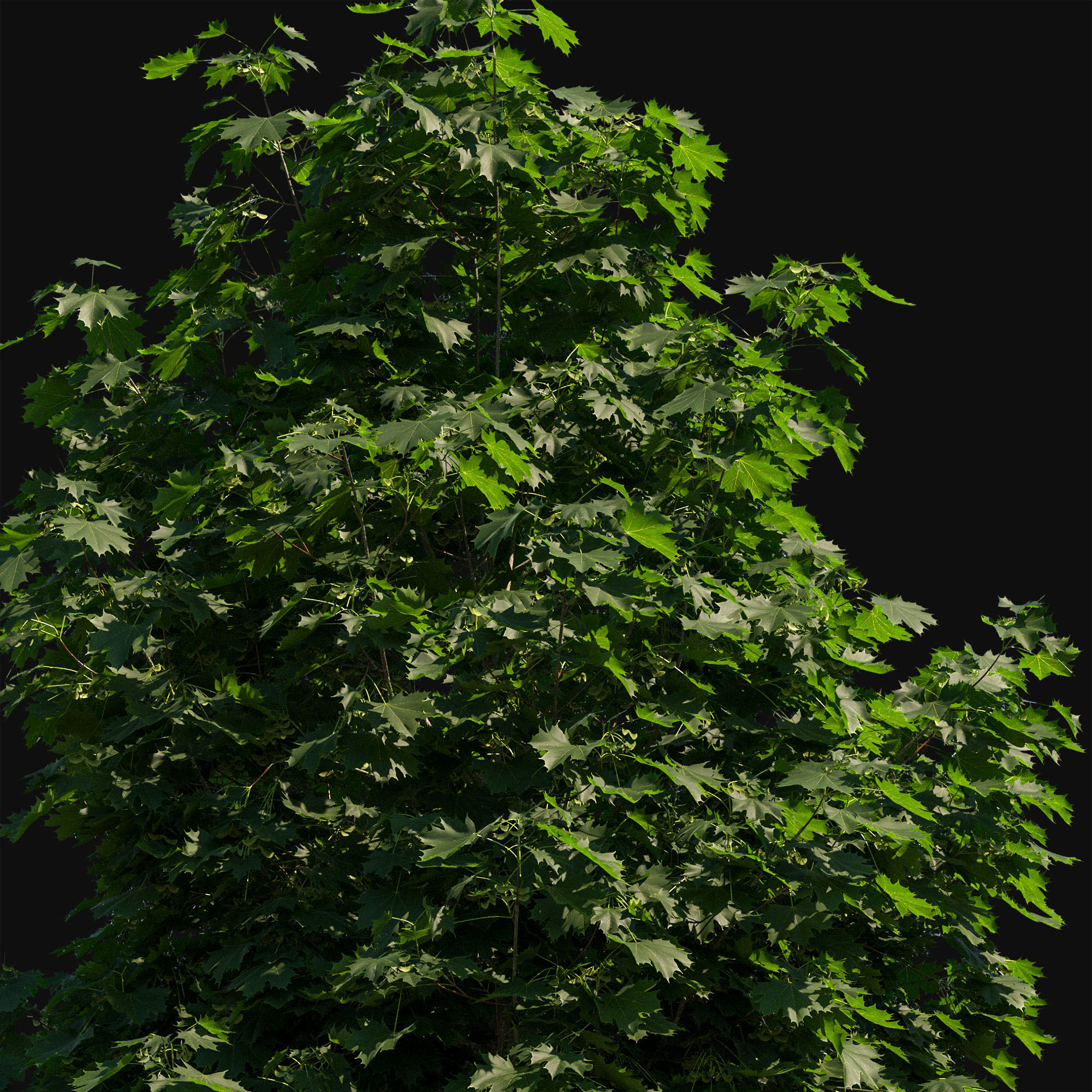 Acer platanoides 102SU - Norway Maple 3D model_7