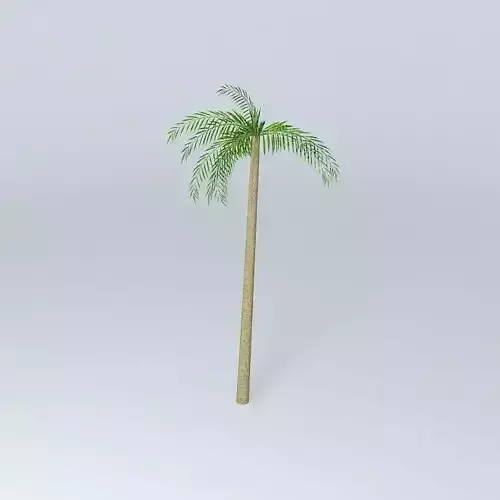 Palm Tree