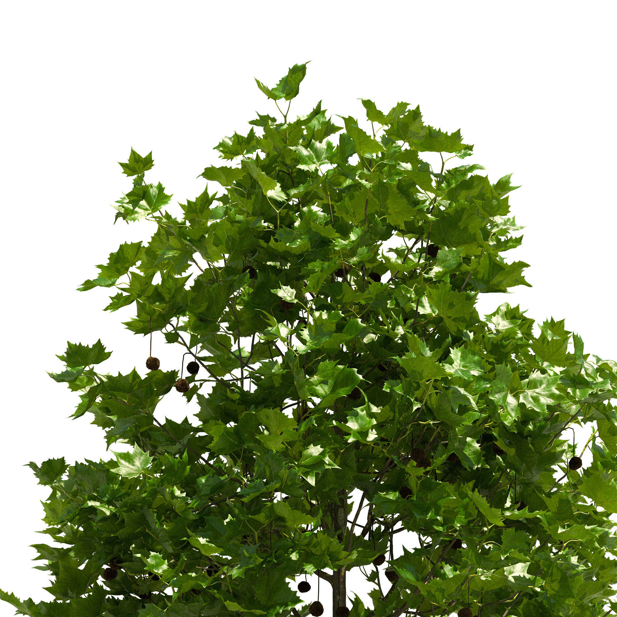 Platanus x hispanica 102SU V2 3D model_4