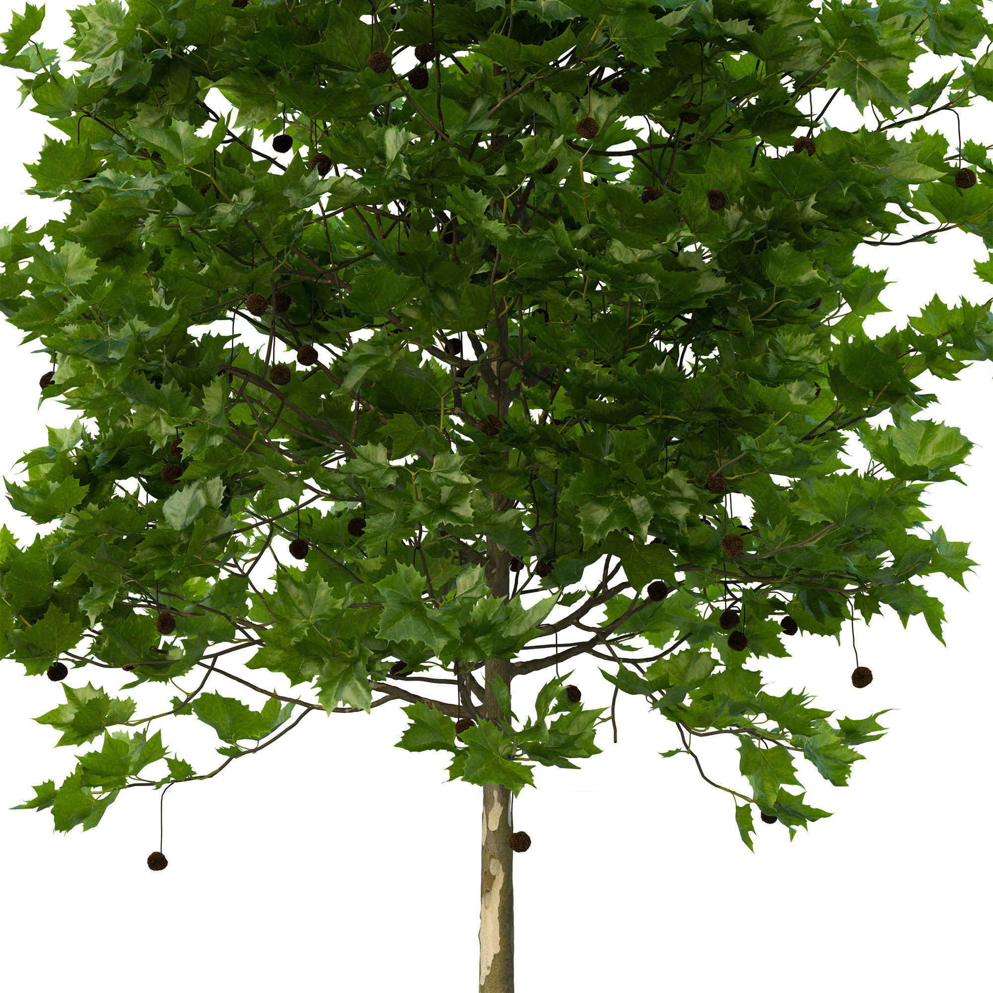Platanus x hispanica 102SU V2 3D model_8