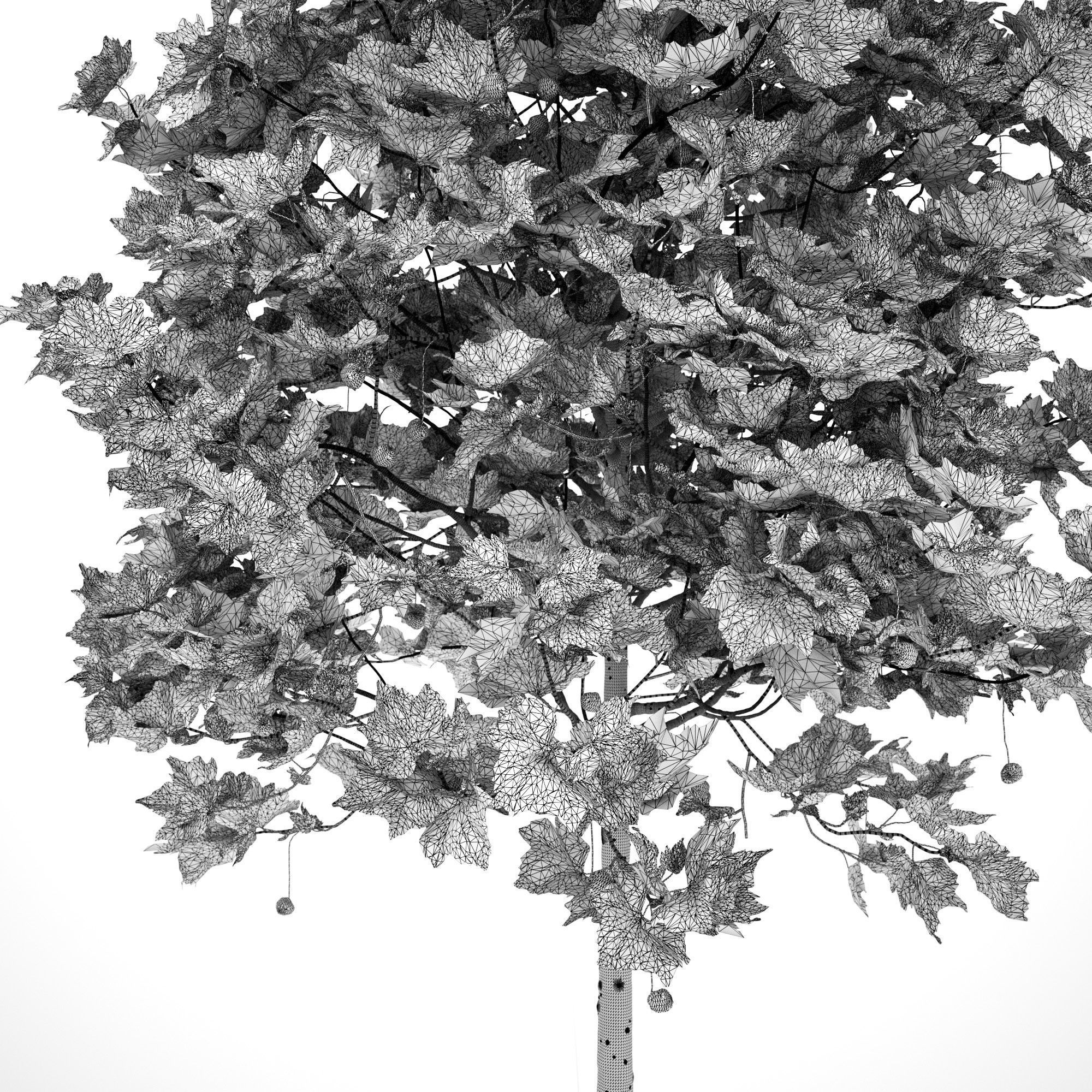 Platanus x hispanica 102SU V2 3D model_14