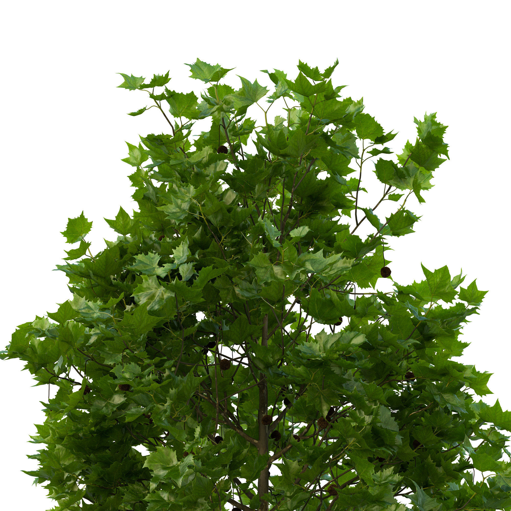Platanus x hispanica 102SU V2 3D model_10