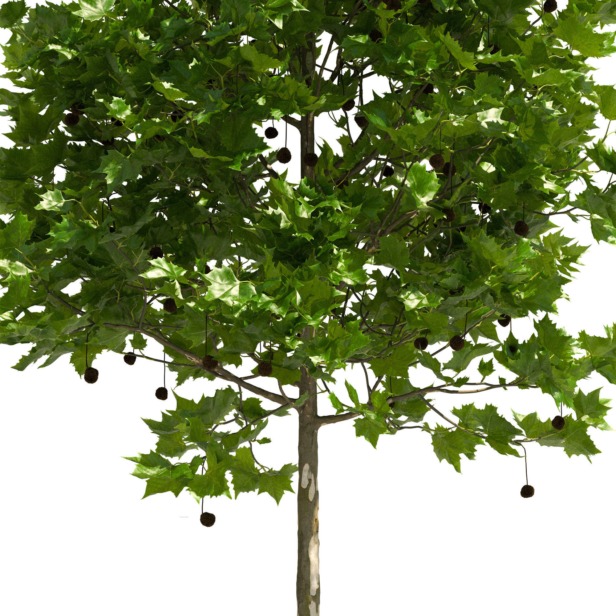 Platanus x hispanica 102SU V2 3D model_5