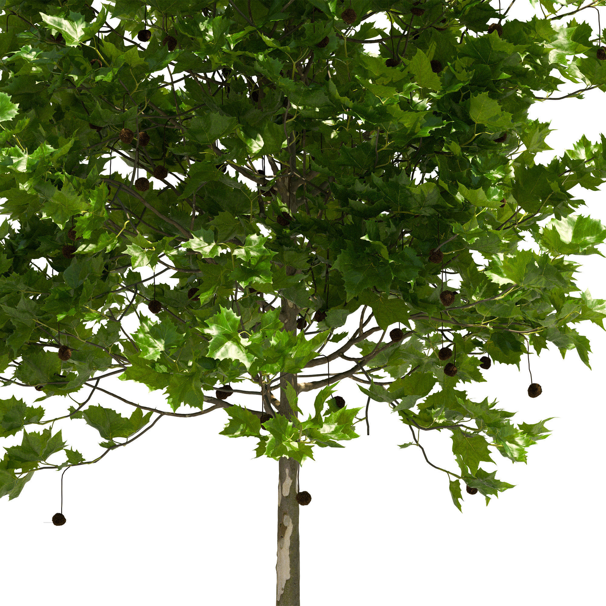 Platanus x hispanica 102SU V2 3D model_2