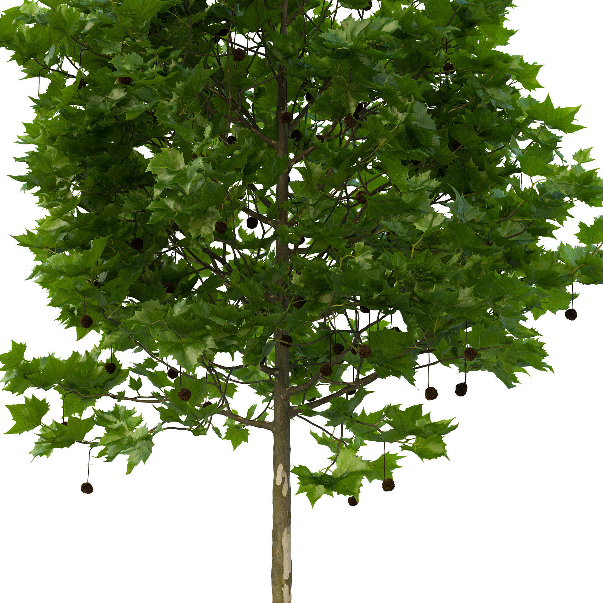 Platanus x hispanica 102SU V2 3D model_11